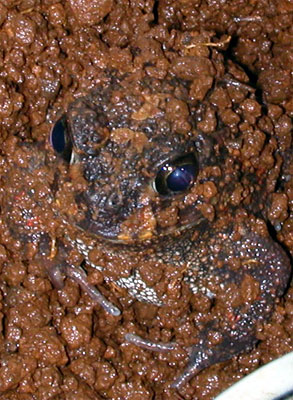 �r�o���E���p���엿�y