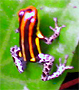 Dendrobates  uakariii