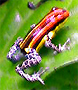 Dendrobates amazonicus