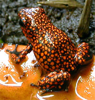 Dendrobates histrionicus