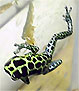 Dendrobates imitator Green