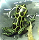 Dendrobates imitator Green