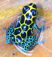 Dendrobates imitator Green