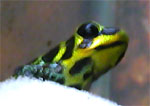 Dendrobates imitator Green