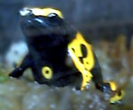 Dendrobates leucomelas