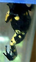 Dendrobates leucomelas