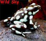 Dendrobates mysteriosus