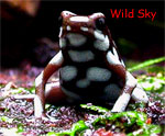 Dendrobates mysteriosus