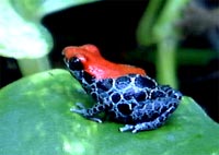 Dendrobates reticulatus