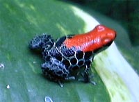 Dendrobates reticulatus