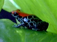 Dendrobates reticulatus