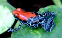 Dendrobates reticulatus