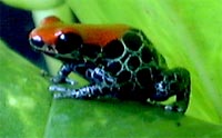 Dendrobates reticulatus