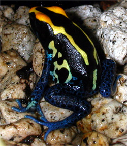 Dendrobates tinctorius