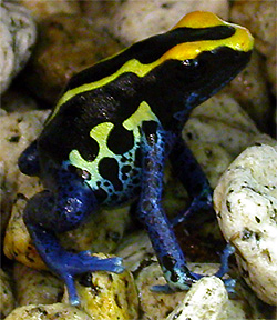 Dendrobates tinctorius