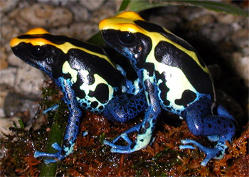 Dendrobates tinctorius