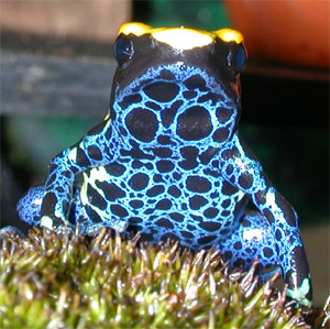 Dendrobates tinctorius