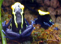 Dendrobates tinctorius