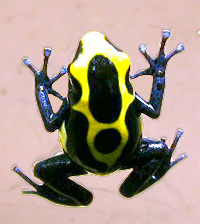 Dendrobates tinctorius