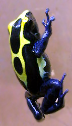 Dendrobates tinctorius