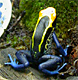 Dendrobates tinctorius Weygoldt