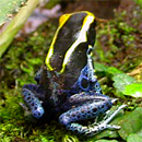 Dendrobates tinctorius Weygoldt