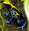 Dendrobates tinctorius Weygoldt