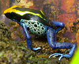 Dendrobates tinctorius Weygoldt