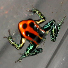 Dendrobates  uakarii