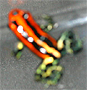 Dendrobates  uakarii