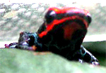 Dendrobates ventrimaculatus Duellmani