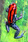 Dendrobates ventrimaculatus Duellmani