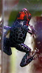 Dendrobates ventrimaculatus Duellmani