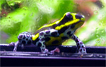 Dendrobates ventrimaculatus 'Panguana#2'