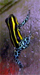 Dendrobates ventrimaculatus 'Panguana#2'