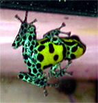 Dendrobates ventrimaculatus 'Panguana#2'