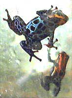 Dendrobates ventrimaculatus