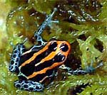 Dendrobates ventrimaculatus