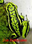 Epipedobates trivittatus