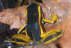 Epipedobates trivittatus