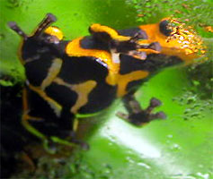 Dendrobates fantasticus