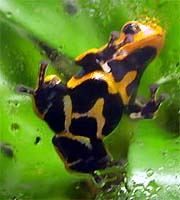 Dendrobates fantasticus