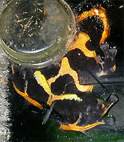 Dendrobates fantasticus