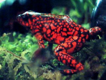 Dendrobates histrionicus