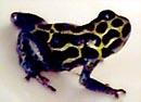 Dendrobates imitator Green