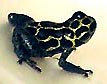 Dendrobates imitator Green