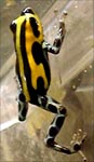 Dendrobates lamasi