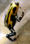 Dendrobates lamasi