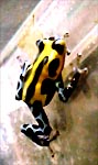 Dendrobates lamasi