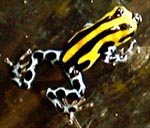 Dendrobates lamasi